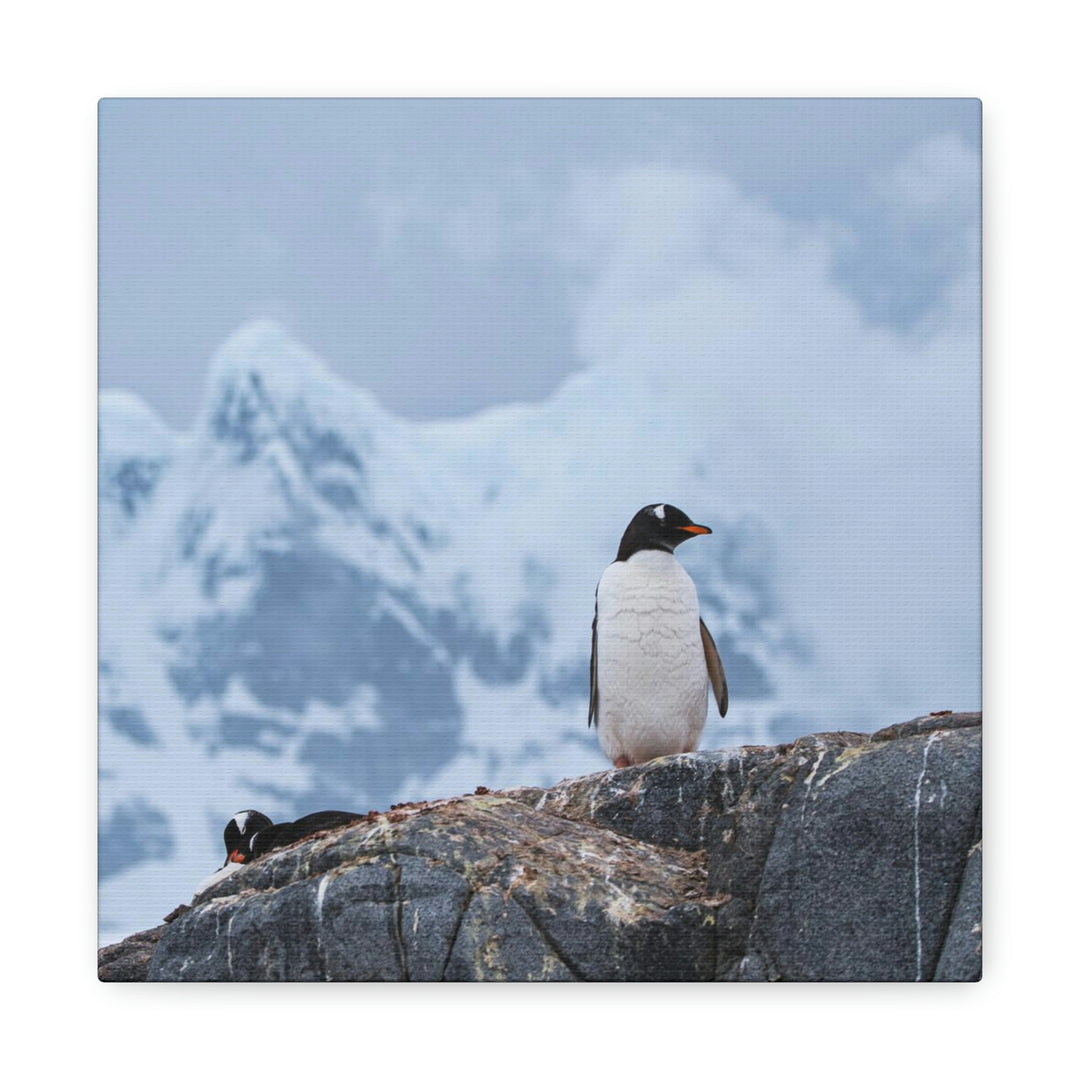 Poised Penguin - Canvas