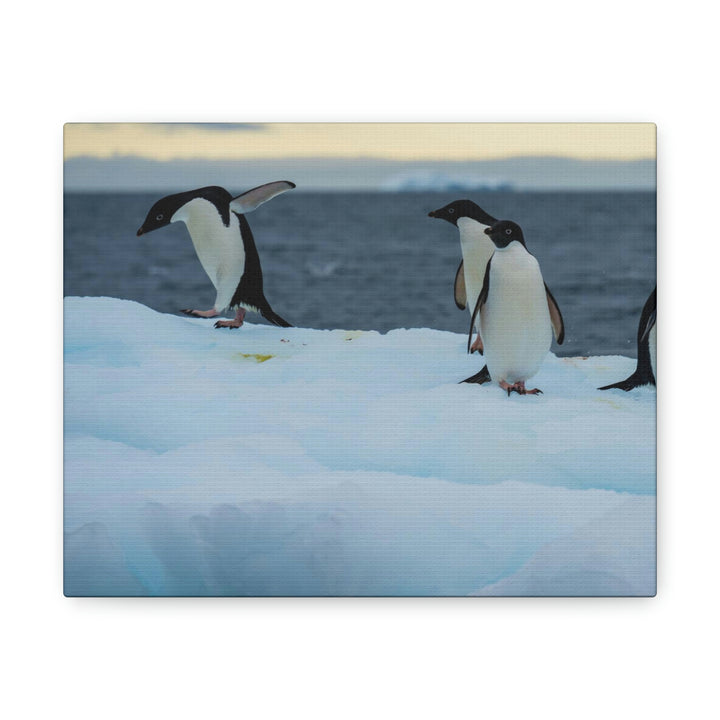 Penguin Dance - Canvas