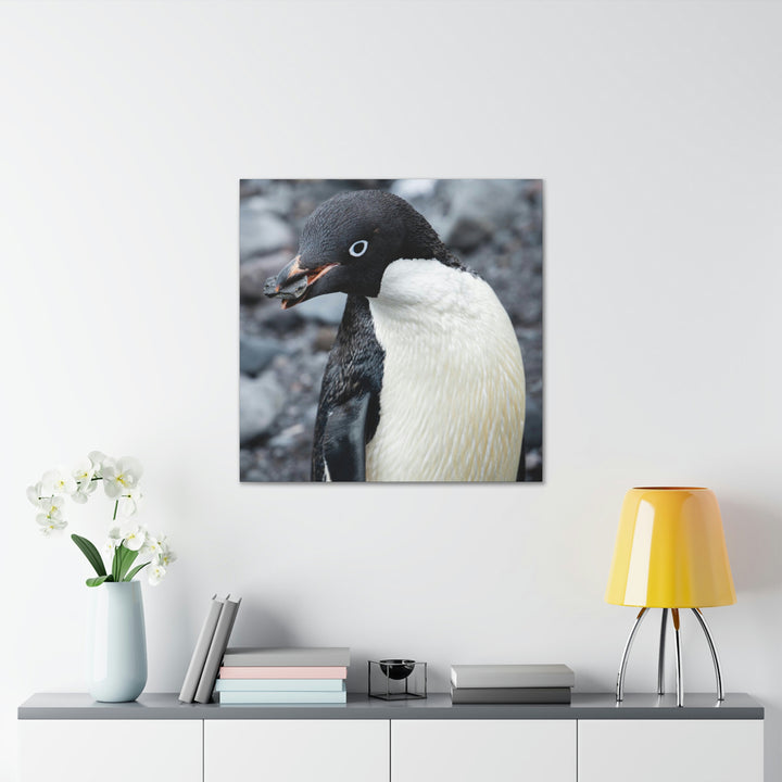 A Penguin's Pebble - Canvas