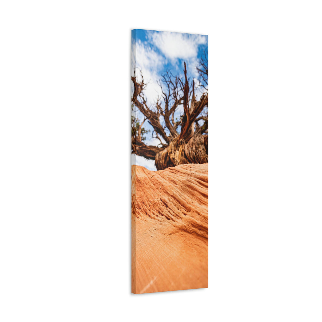 Desert Reach - Canvas