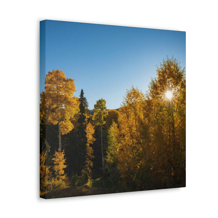 Sun Through the Aspens - Canvas