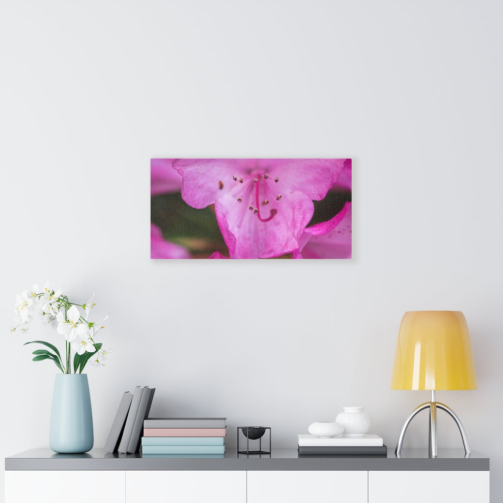 Soft Pinks - Canvas