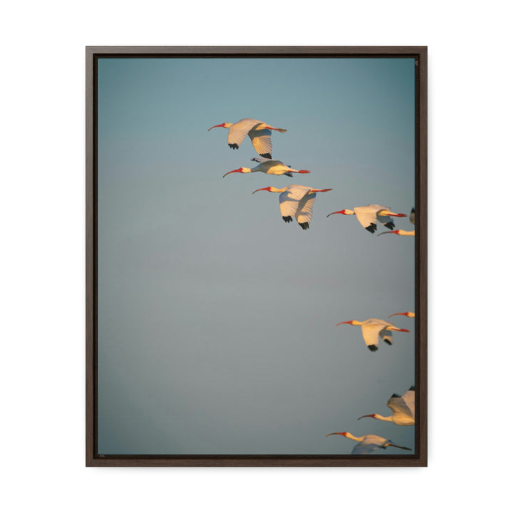 White Ibis in Flight - Canvas with Frame