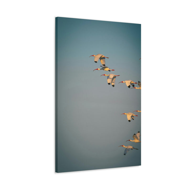 White Ibis in Flight - Canvas