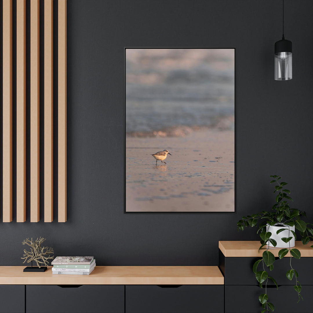 Sanderling in Soft Dusk Light - Canvas with Frame