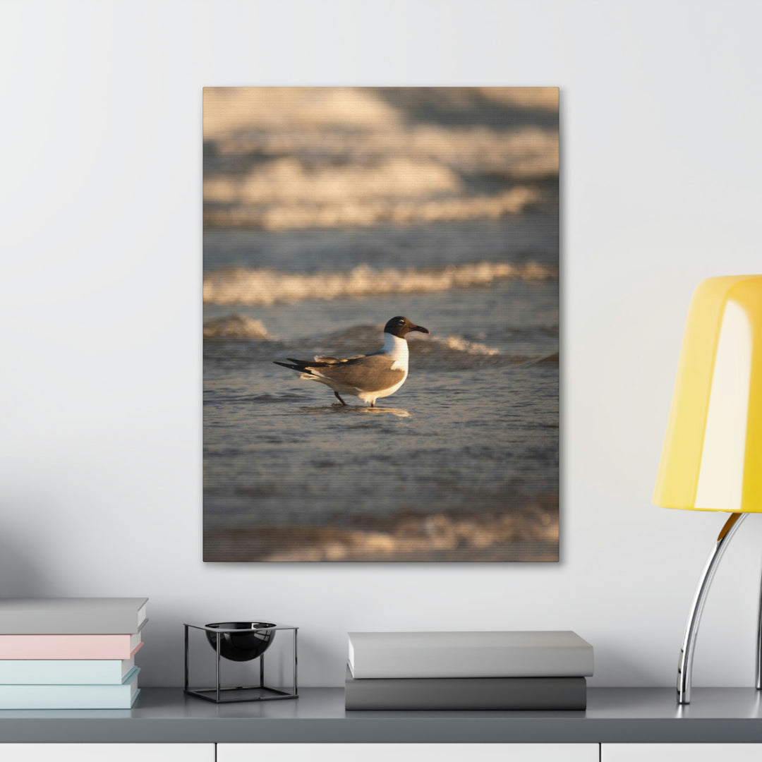 Laughing Gull in the Surf - Canvas