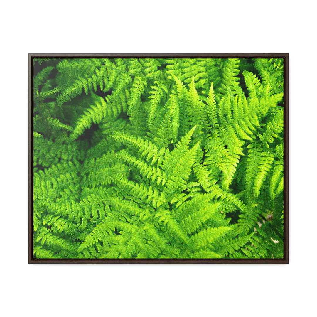 Ferns, Ferns, Ferns - Canvas with Frame