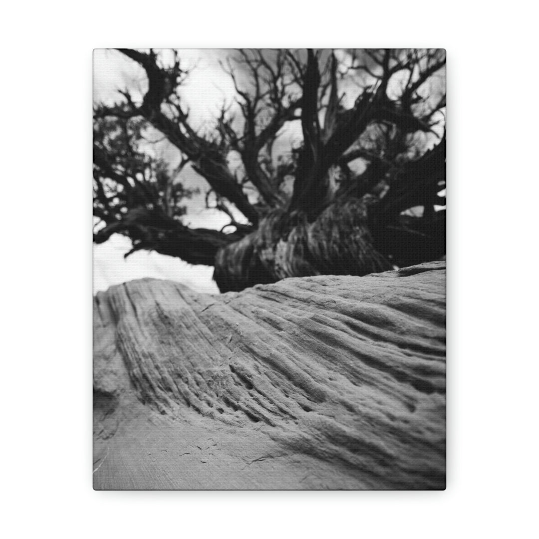 Desert Reach in Black and White - Canvas