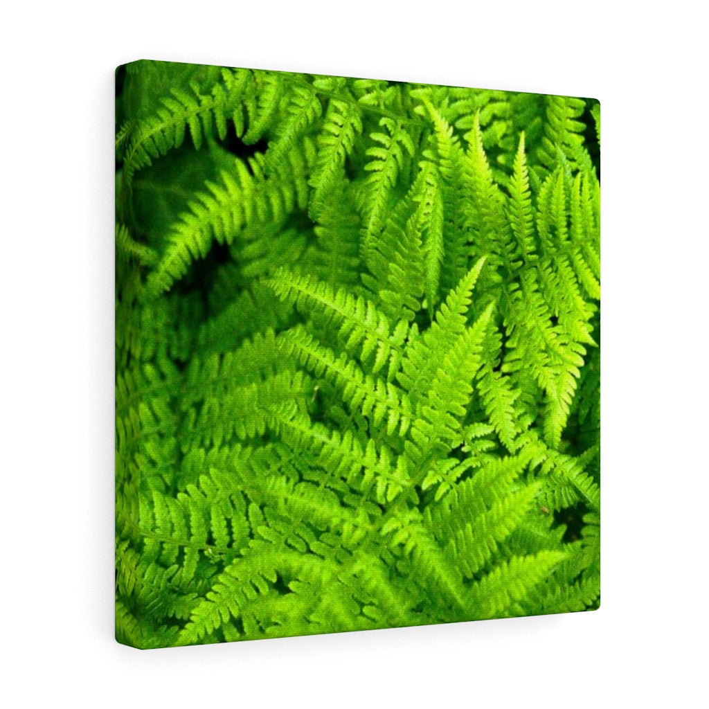 Ferns, Ferns, Ferns - Canvas