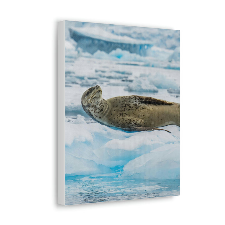 Leopard Seal Relaxing - Canvas