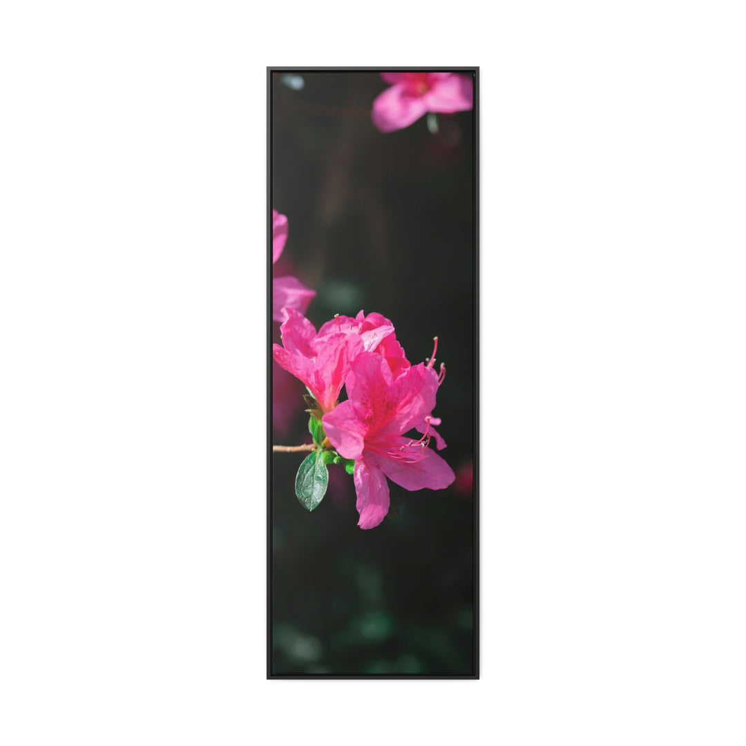 Standout Azalea - Canvas with Frame - Visiting This World