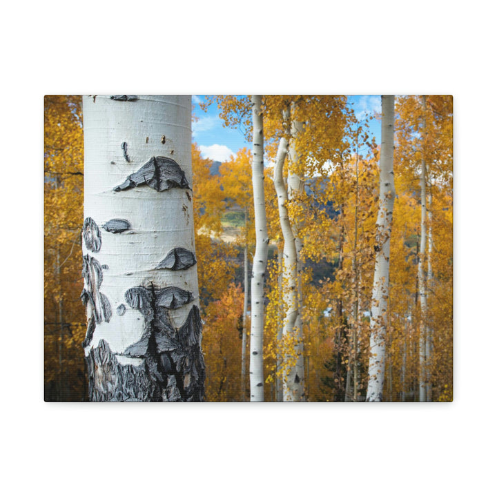 Aspens Changing - Canvas