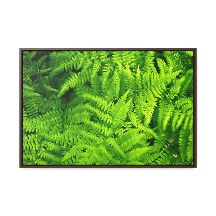 Ferns, Ferns, Ferns - Canvas with Frame