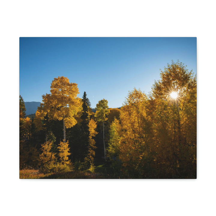 Sun Through the Aspens - Canvas