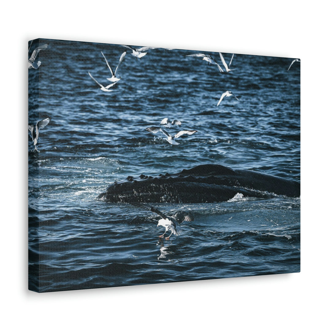 Humpback Hello - Canvas