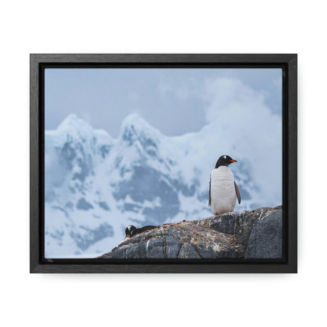 Poised Penguin - Canvas with Frame