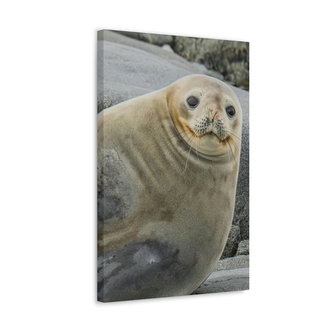 Weddell Smile - Canvas