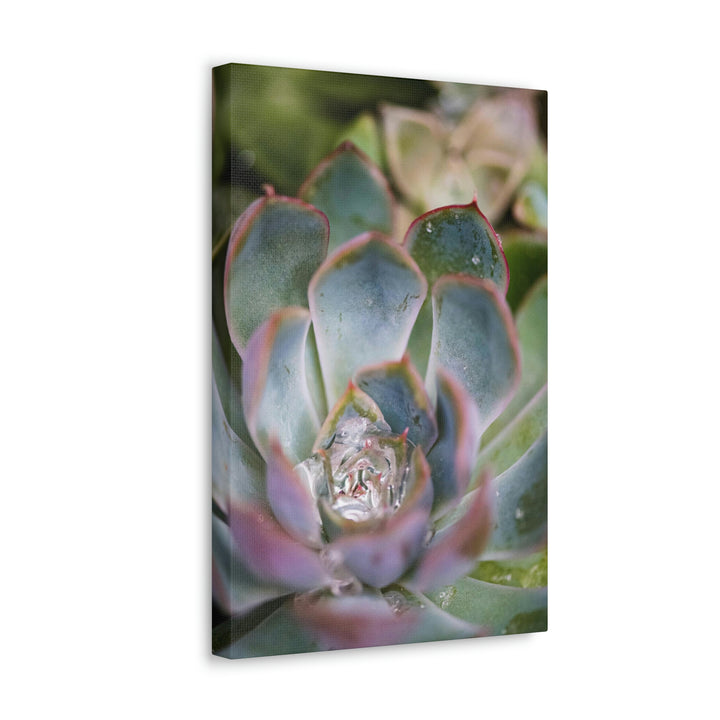 Stunning Succulent - Canvas