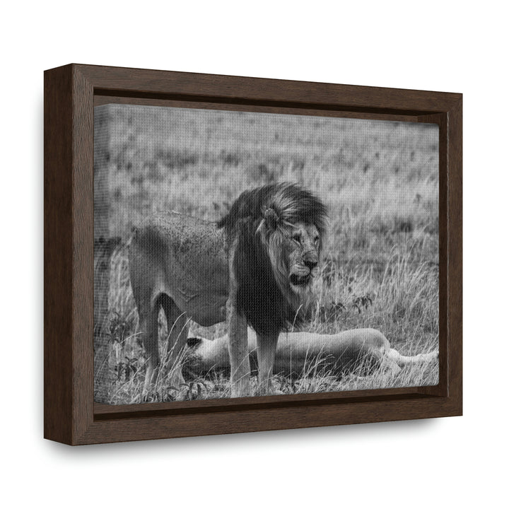 Mating Lions in Black and White - Canvas with Frame