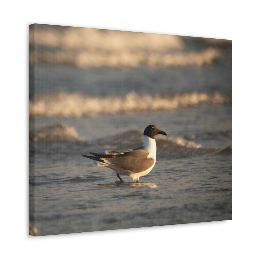 Laughing Gull in the Surf - Canvas