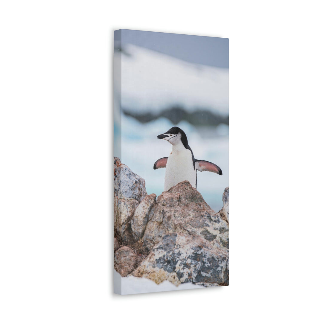 Stretched Penguin - Canvas