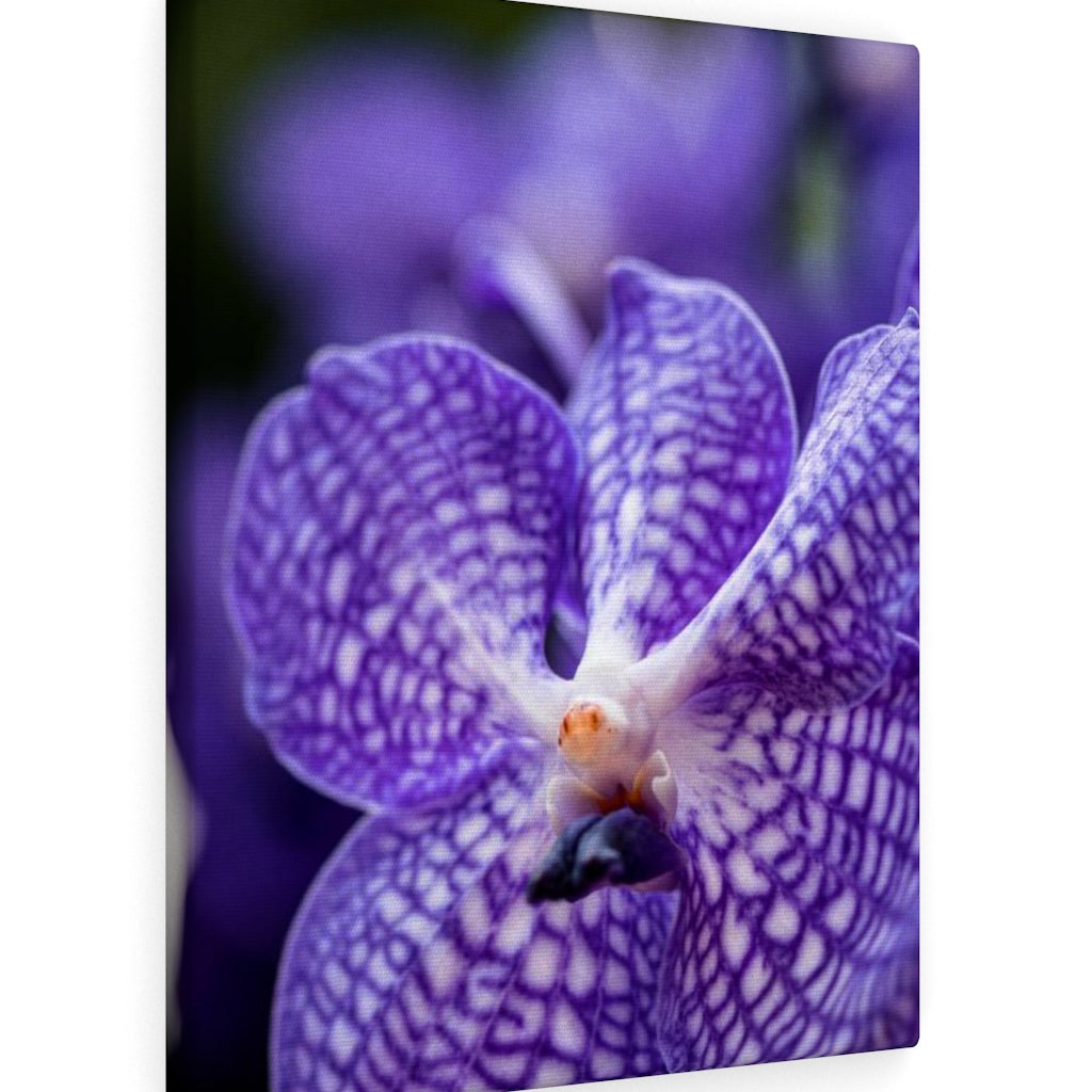 Orchid Detail - Canvas