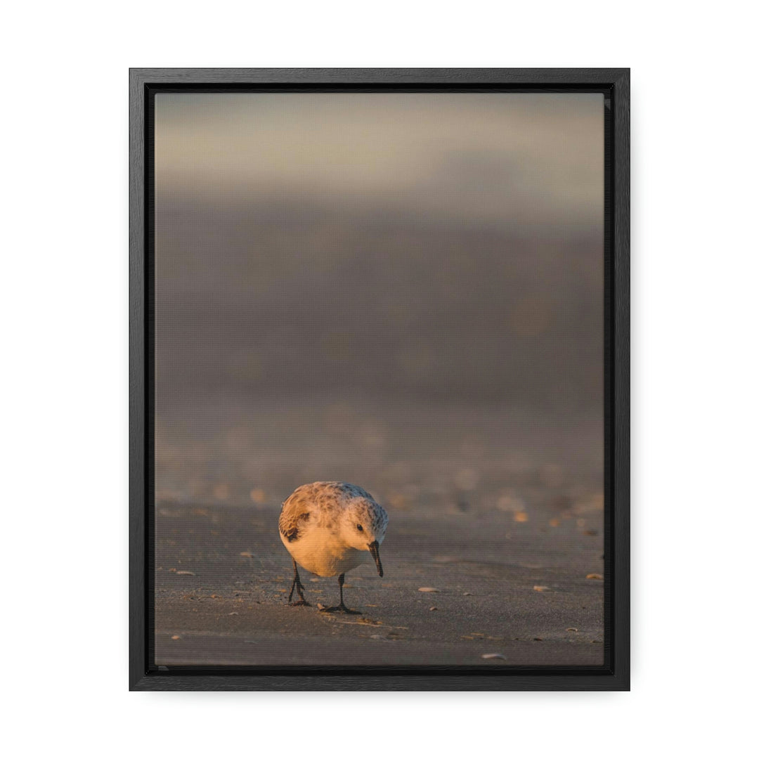 Feeding Sanderling - Canvas with Frame