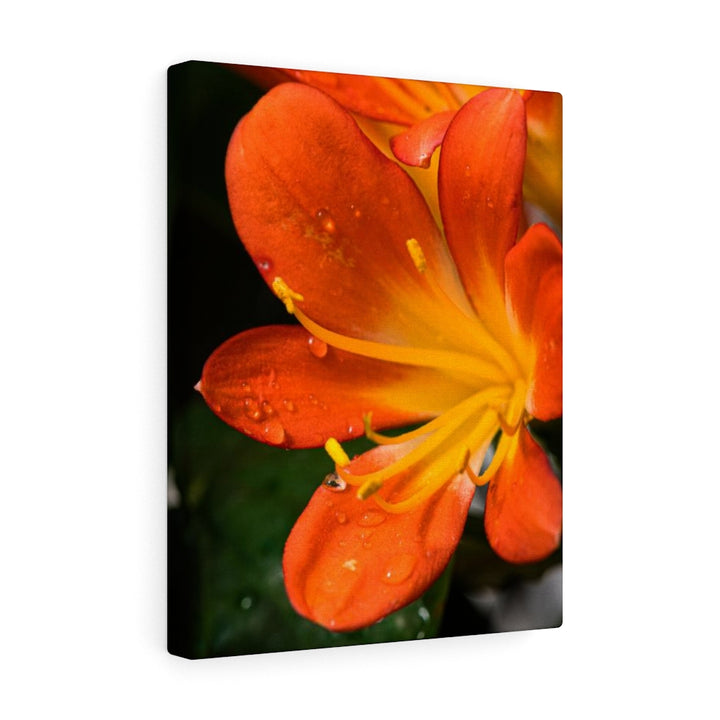 Bright Bush Lily - Canvas