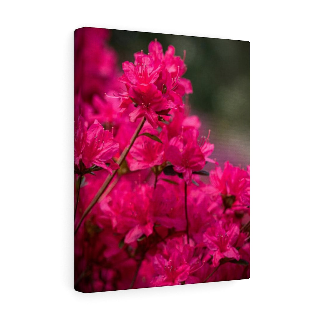 Full Bloom - Canvas