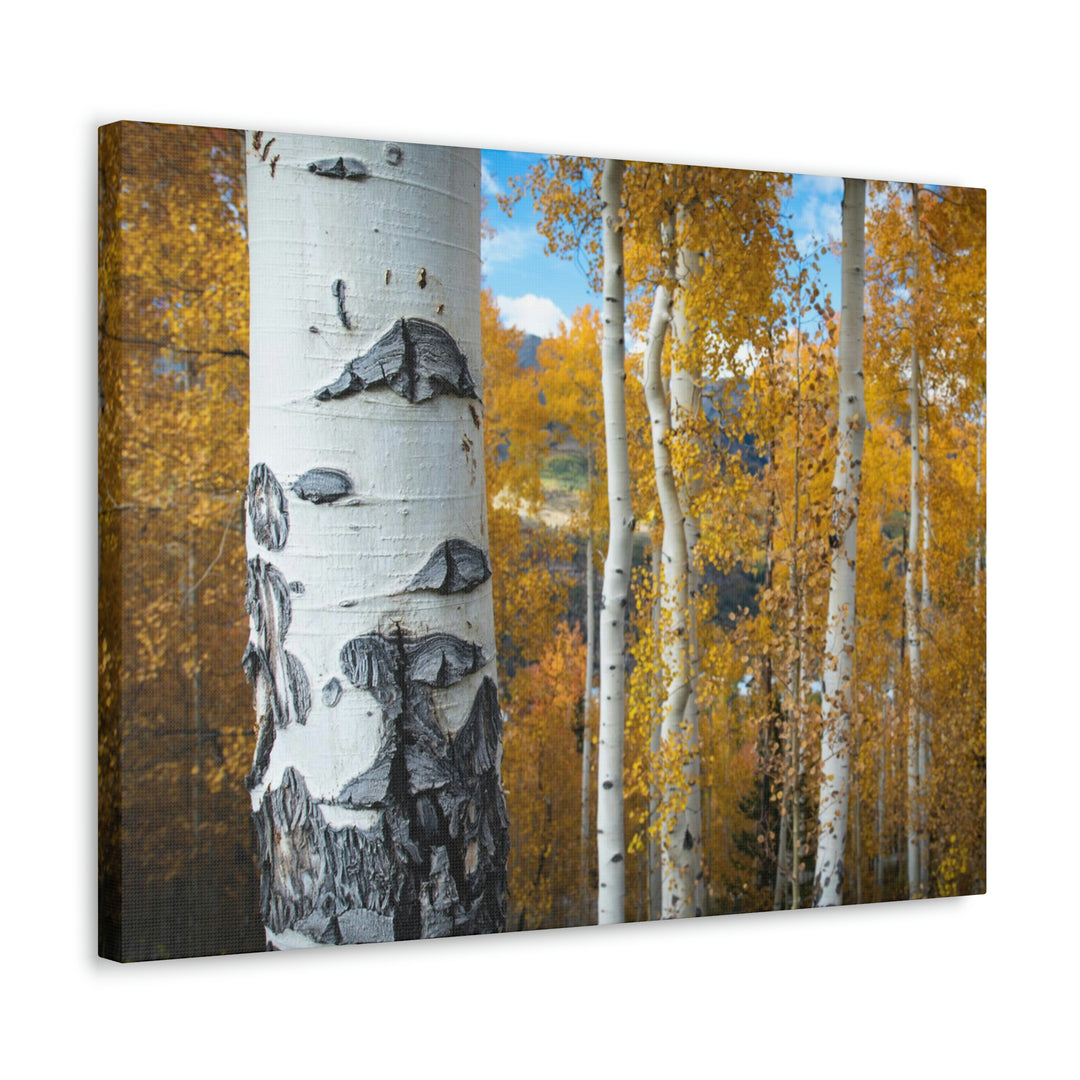 Aspens Changing - Canvas