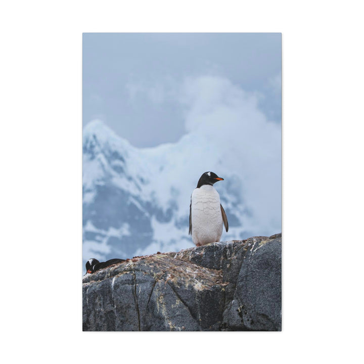 Poised Penguin - Canvas