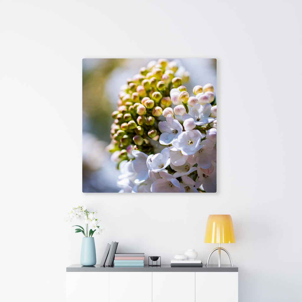 Mid-Bloom - Canvas