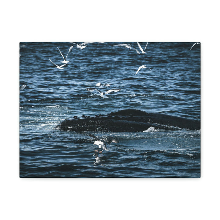 Humpback Hello - Canvas