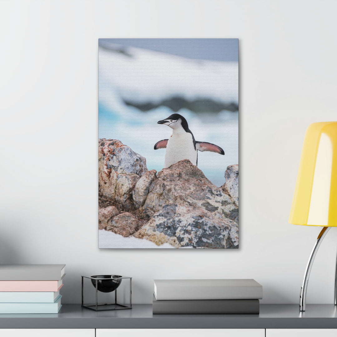 Stretched Penguin - Canvas