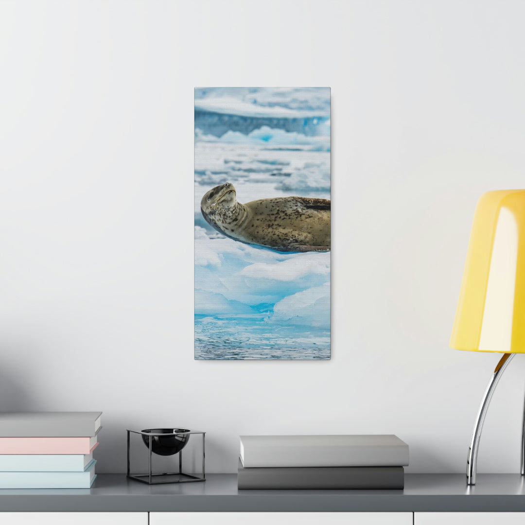 Leopard Seal Relaxing - Canvas