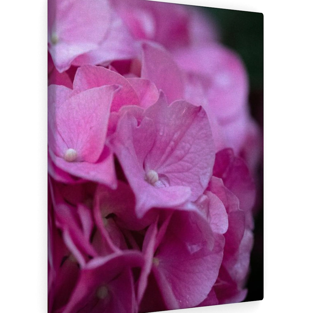 Pink Hydrangea Detail - Canvas