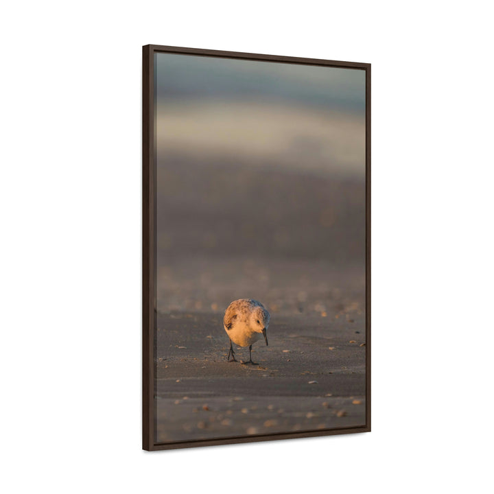 Feeding Sanderling - Canvas with Frame