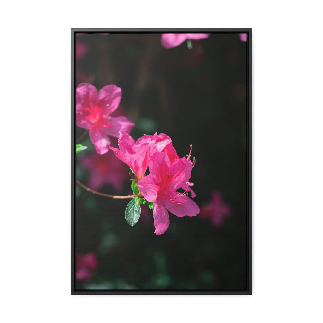 Standout Azalea - Canvas with Frame - Visiting This World