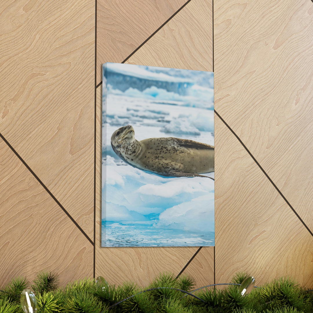 Leopard Seal Relaxing - Canvas