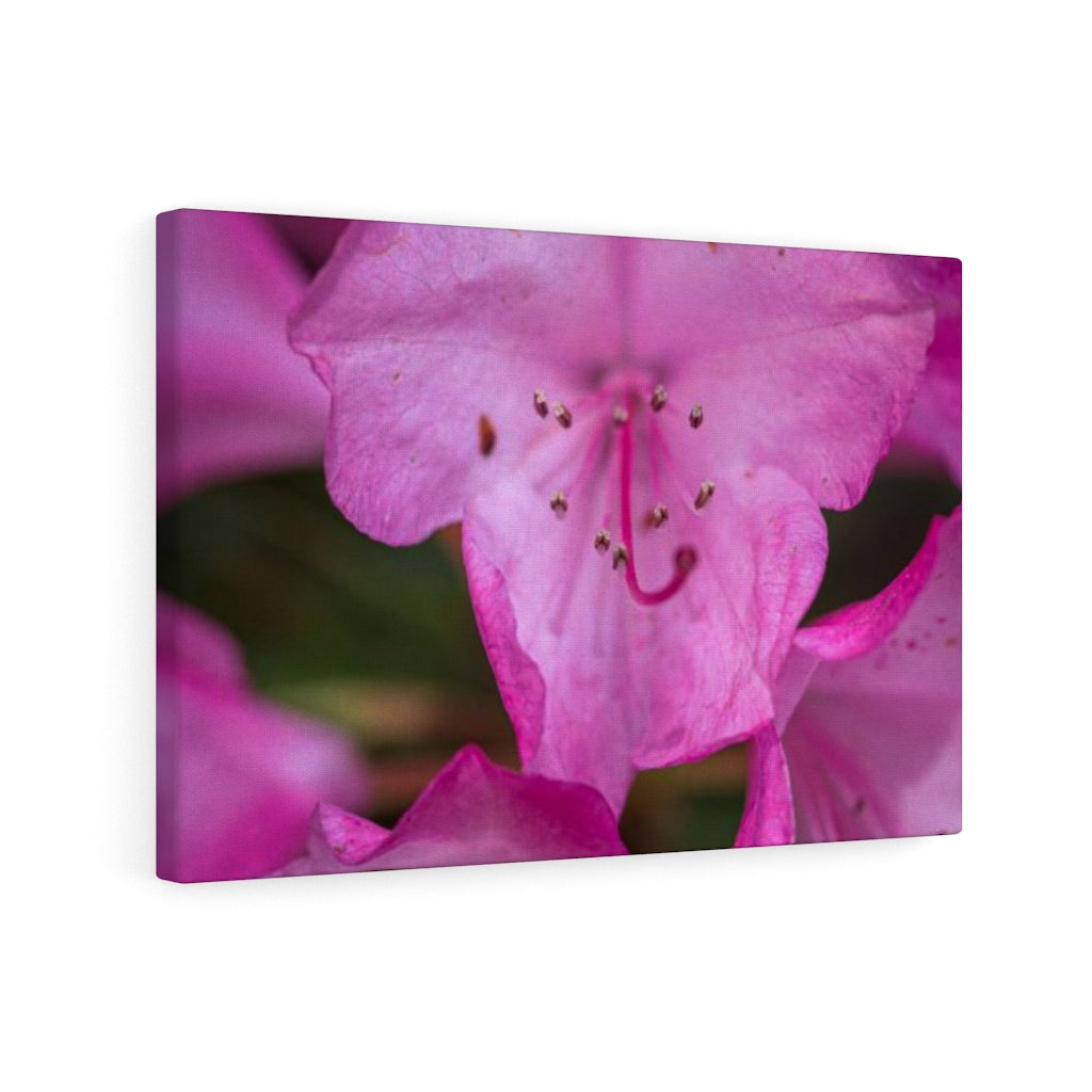 Soft Pinks - Canvas