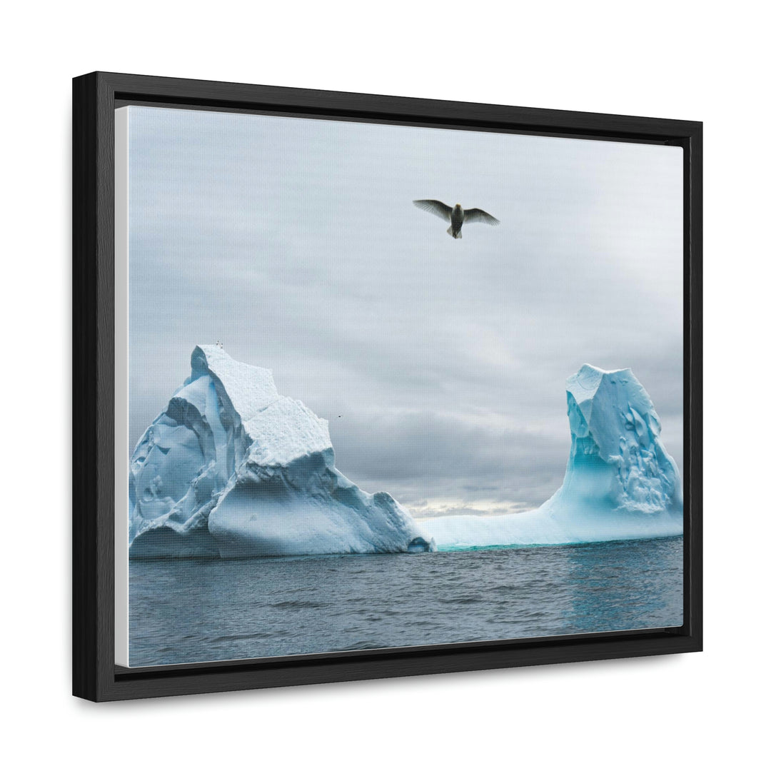 Antarctic Flight - Canvas with Frame