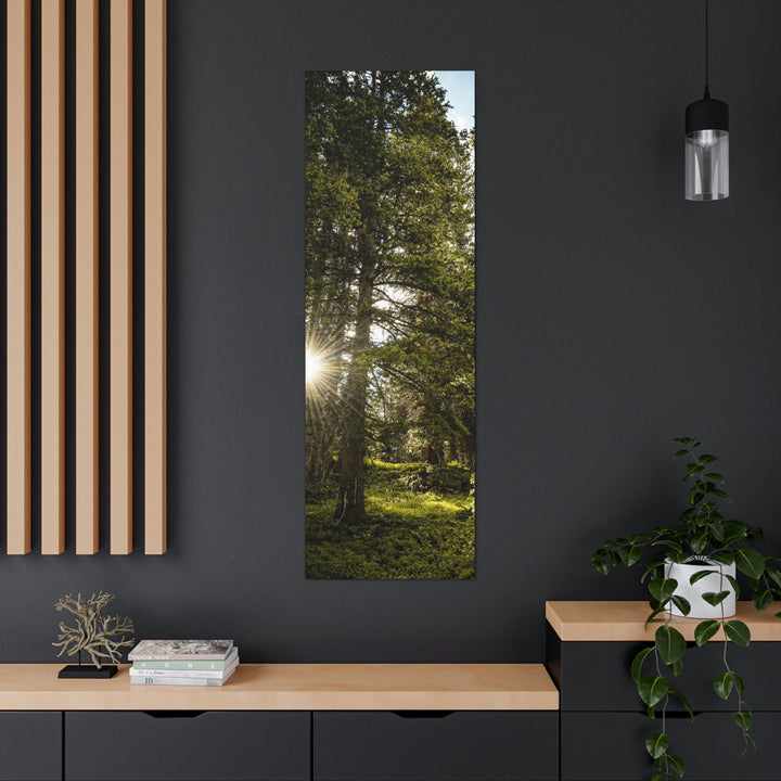 Forest Light - Canvas