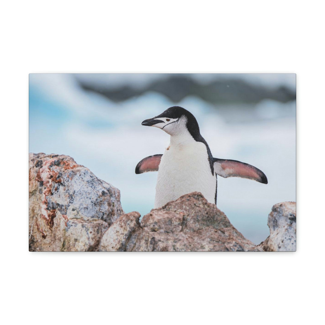 Stretched Penguin - Canvas