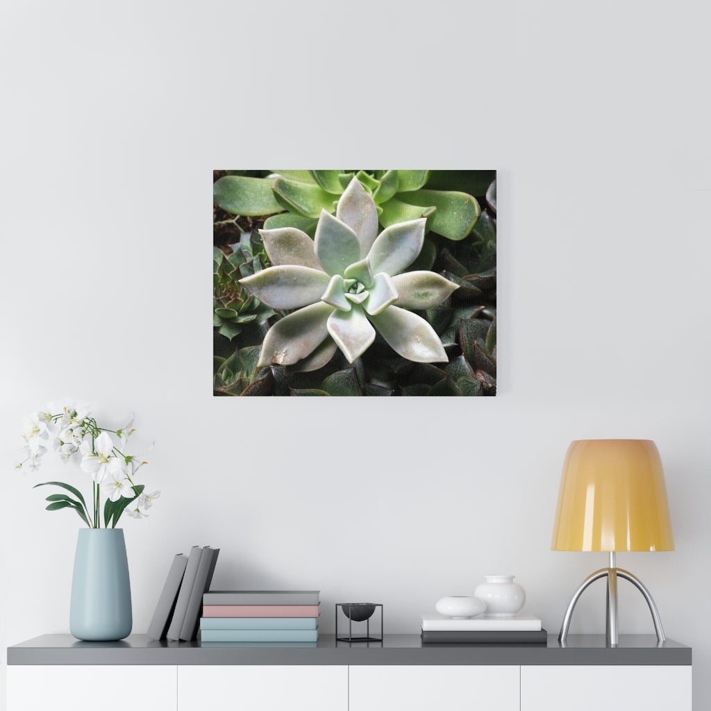 Succulent - Array - Canvas