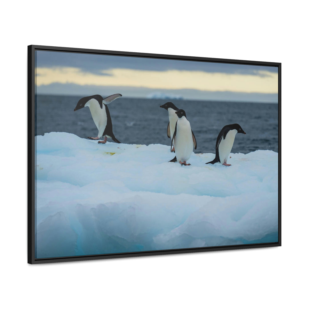 Penguin Dance - Canvas with Frame