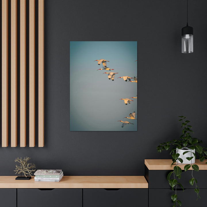 White Ibis in Flight - Canvas