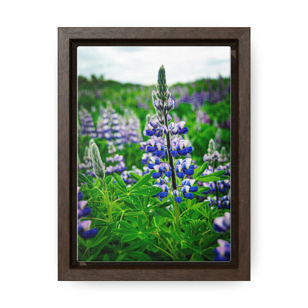 Glowing Lupin - Canvas with Frame