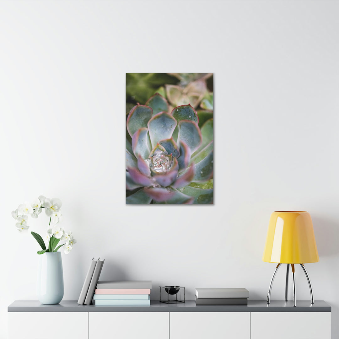 Stunning Succulent - Canvas