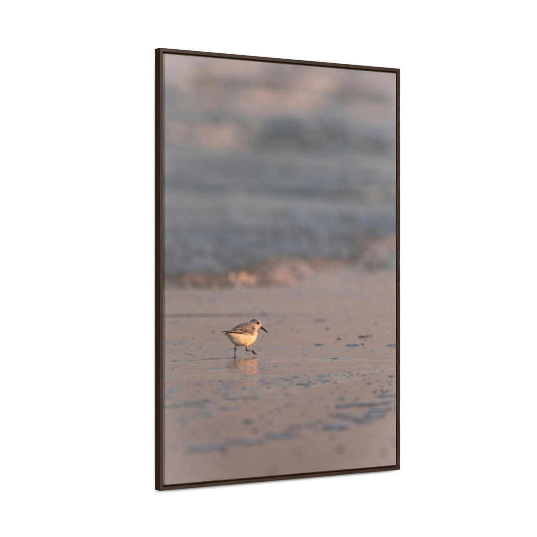 Sanderling in Soft Dusk Light - Canvas with Frame