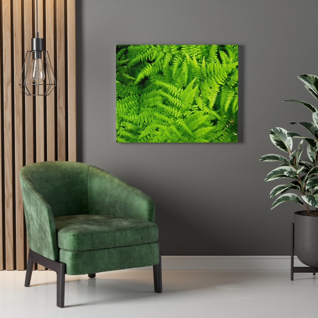 Ferns, Ferns, Ferns - Canvas